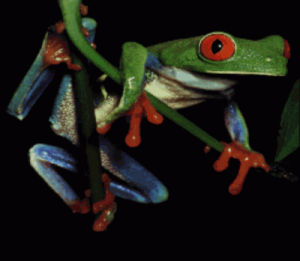 Test - Frog Picture (PD) ROM